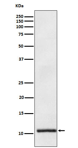 Anti-Apolipoprotein A II APOA2 Monoclonal Antibody