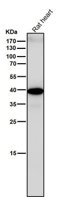 All lanes use the Antibody at 1:3K dilution for 1 hour at room temperature.