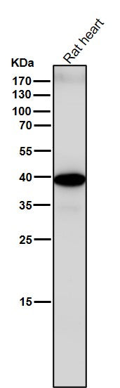 All lanes use the Antibody at 1:3K dilution for 1 hour at room temperature.