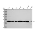Anti-p16 ARC ARPC5 Rabbit Monoclonal Antibody