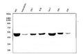 Anti-FH Antibody Picoband® (monoclonal, 9D8)