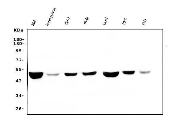Anti-FH Antibody Picoband® (monoclonal, 9D8)