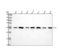 Anti-Securin Monoclonal Antibody