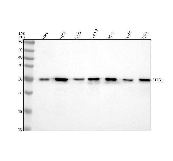 Anti-Securin Monoclonal Antibody