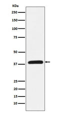 Western blot analysis of CRKL expression in K562 cell lysate.