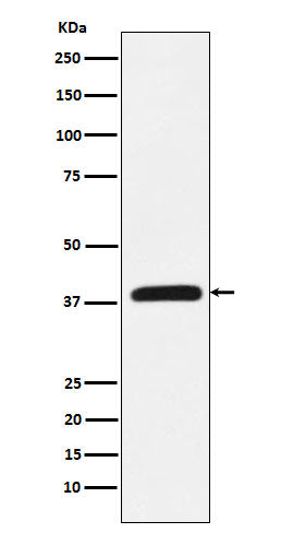 Western blot analysis of CRKL expression in K562 cell lysate.