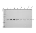 Anti-CrkL Rabbit Monoclonal Antibody