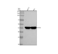 Anti-Cytokeratin 19 Rabbit Monoclonal Antibody