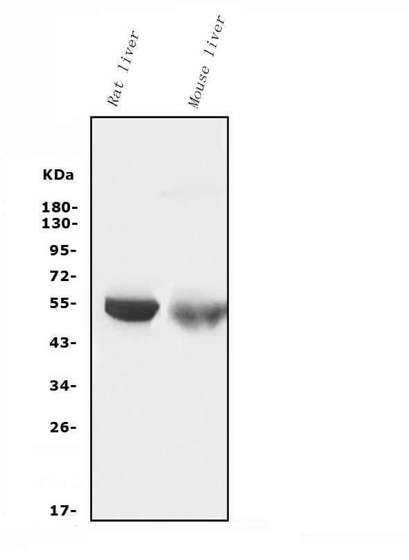 Anti-Cytochrome p450 2C19/CYP2C19 Antibody Picoband® (monoclonal, 5G4)