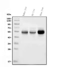 Anti-Cytochrome p450 2C19/CYP2C19 Antibody Picoband® (monoclonal, 10G5)