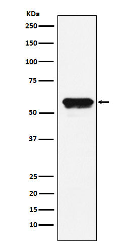 Western blot analysis of Angiotensinogen expression in HepG2 cell lysate.