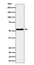 Western blot analysis of SHB expression in K562 cell lysate.