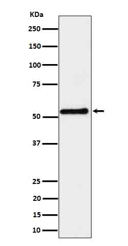 Western blot analysis of SHB expression in K562 cell lysate.