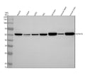 Anti-ADRA1A Rabbit Monoclonal Antibody
