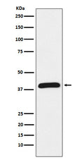 Western blot analysis of HIF1AN expression in Jurkat cell lysate.