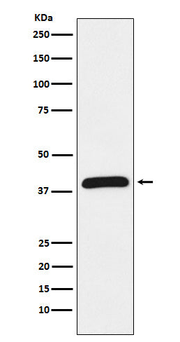 Western blot analysis of HIF1AN expression in Jurkat cell lysate.