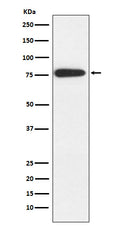 Western blot analysis of MARK2 expression in Neuro-2a cell lysate.