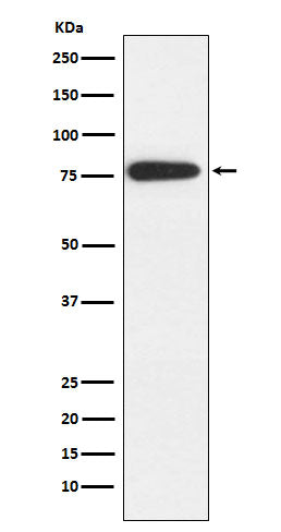 Western blot analysis of MARK2 expression in Neuro-2a cell lysate.