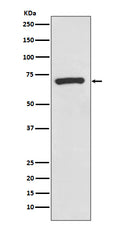 Western blot analysis of CD73 expression in A375 cell lysate.