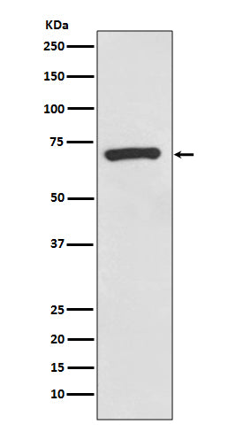 Western blot analysis of CD73 expression in A375 cell lysate.