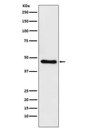 Western blot analysis of CtBP1 expression in Raji cell lysate.