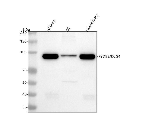 Anti-PSD95 DLG4 Rabbit Monoclonal Antibody
