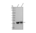 Anti-FHL2 Rabbit Monoclonal Antibody