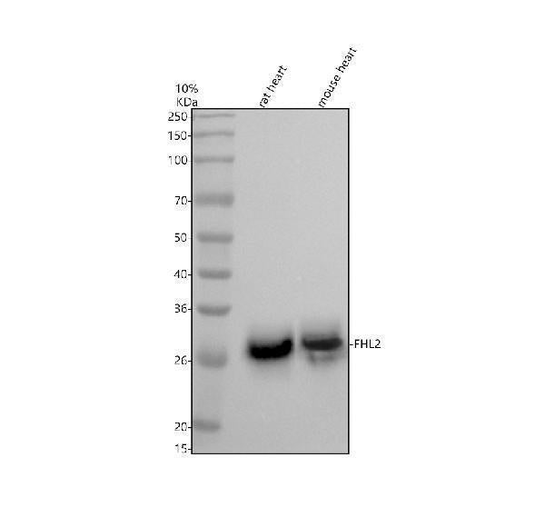 Anti-FHL2 Rabbit Monoclonal Antibody