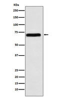 Western blot analysis of NXF1 expression in K562 cell lysate.