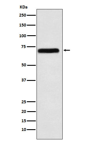 Western blot analysis of NXF1 expression in K562 cell lysate.