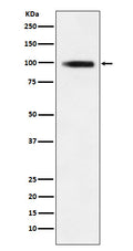 Western blot analysis of GIT1 expression in 293T cell lysate.