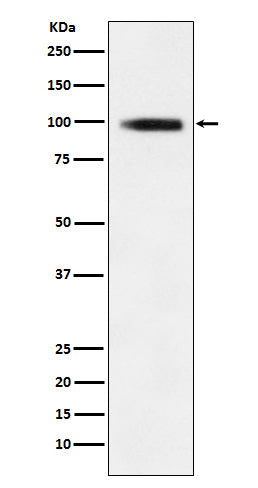Western blot analysis of GIT1 expression in 293T cell lysate.