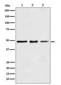 Western blot analysis of eEF1A1 expression in (1) MCF7 cell lysate; (2) Mouse kidney lysate; (2) Rat spleen lysate.