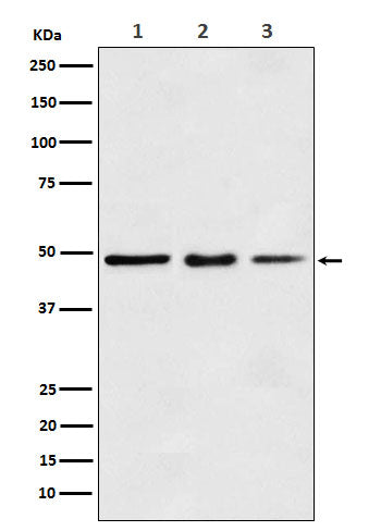 Western blot analysis of eEF1A1 expression in (1) MCF7 cell lysate; (2) Mouse kidney lysate; (2) Rat spleen lysate.