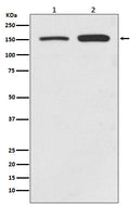 Western blot analysis of SMC1 expression in (1) HeLa cell lysate; (2) Jurkat cell lysate.