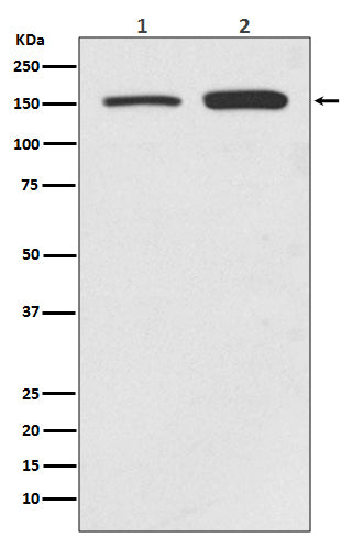 Western blot analysis of SMC1 expression in (1) HeLa cell lysate; (2) Jurkat cell lysate.