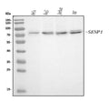 Anti-SENP1 Antibody Picoband® (monoclonal, 5F4)
