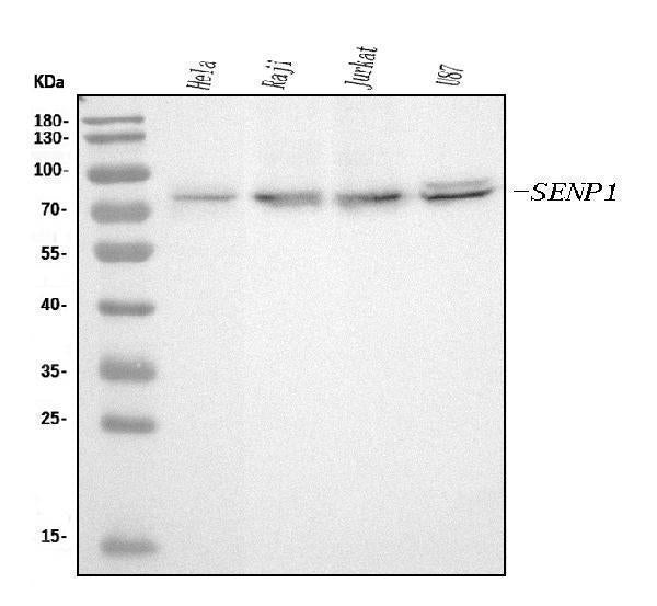 Anti-SENP1 Antibody Picoband® (monoclonal, 5F4)