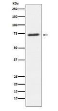 Western blot analysis of SENP1 expression in U87-MG cell lysate.