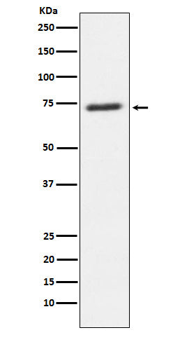 Western blot analysis of SENP1 expression in U87-MG cell lysate.