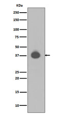 Western blot analysis of DUSP6 expression in NIH/3T3 cell lysate.