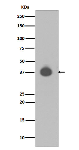 Western blot analysis of DUSP6 expression in NIH/3T3 cell lysate.
