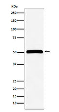 Western blot analysis of CUG-BP1 expression in HeLa cell lysate.