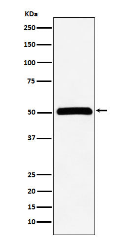 Western blot analysis of CUG-BP1 expression in HeLa cell lysate.