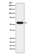 Western blot analysis of FKBP52 expression in MCF7 cell lysate.
