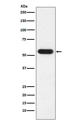 Western blot analysis of FKBP52 expression in MCF7 cell lysate.