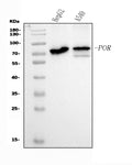Anti-POR Antibody Picoband® (monoclonal, 7F5)