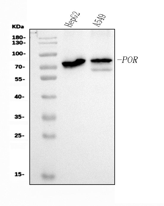 Anti-POR Antibody Picoband® (monoclonal, 7F5)