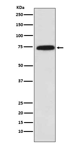 Western blot analysis of Cytochrome P450 Reductase expression in A431 cell lysate.