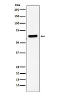 Western blot analysis of EHD1 expression in HepG2 cell lysate.